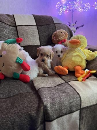Image 7 of Beautiful Small Cockerpoo Puppies For Sale.