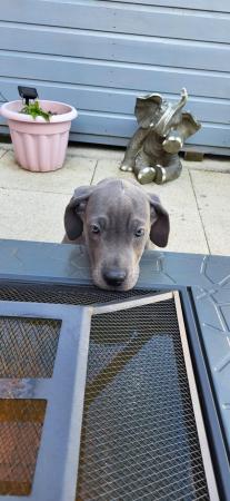 Image 32 of Adorable KC Blue Great Dane puppies READY NOW!!