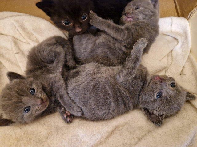 Preview of the first image of Russian blue Cross kittens.