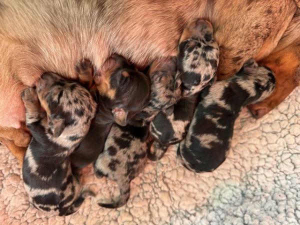 Image 3 of Ready Today! Reduced! KC registered dachshund puppies