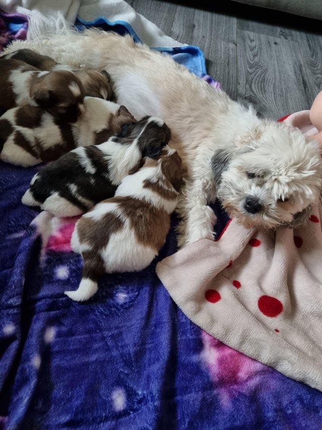 Preview of the first image of Lhasa apso X shih tzu puppies for sale.