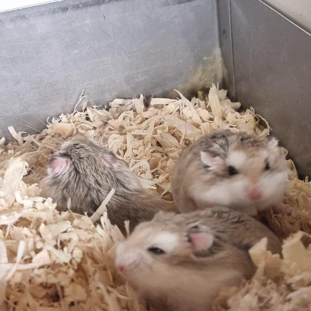 Preview of the first image of Dwarf Hamsters For Sale - Sunderland store.
