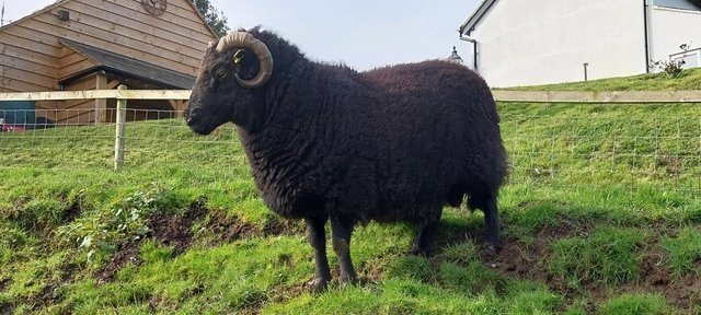 Image 3 of Black Welsh mountain Ram