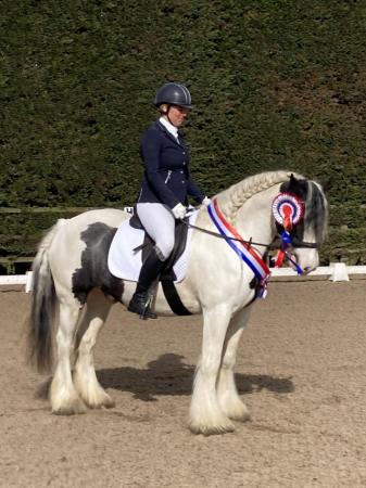 Image 1 of For part loan 15:1hh cob gelding