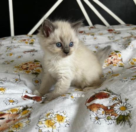 Image 6 of Beautiful Male Ragdoll Kitten