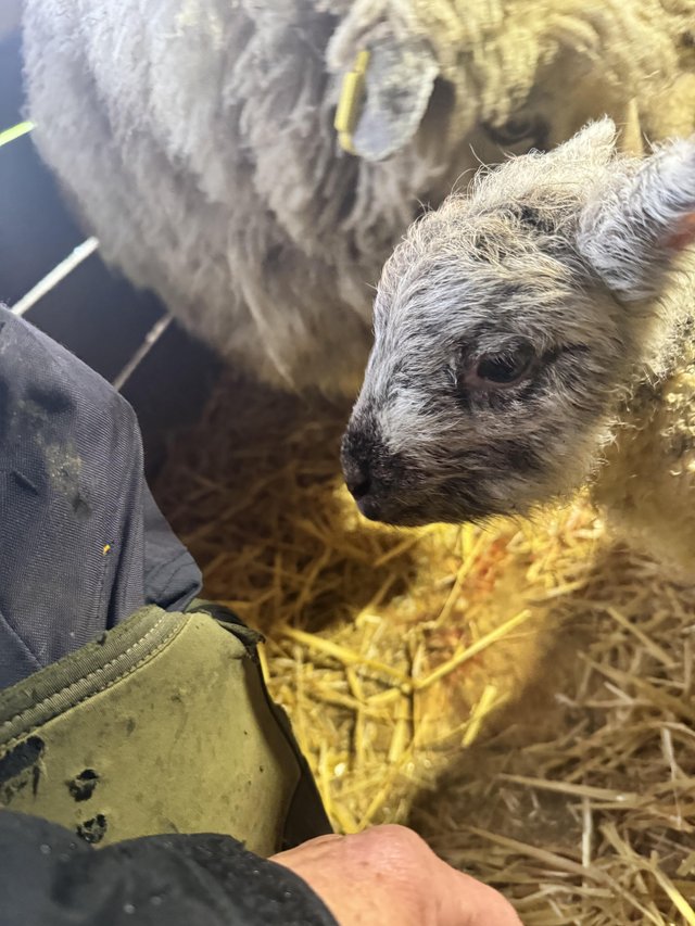 Preview of the first image of Mule Ewe with 2 male Lambs at foot.