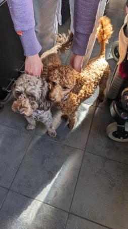Image 10 of Charming F1B Cockapoo Puppies: 2 Bundles of Joy for sale
