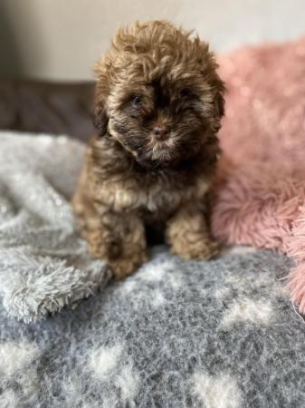 Image 10 of Beautiful shihpoo girl puppy ready now