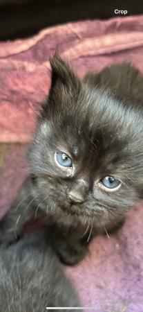 Image 1 of KITTENS FOR SALE READY NOW