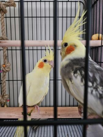 Image 4 of 4 month old pair of cockatiels with full set up