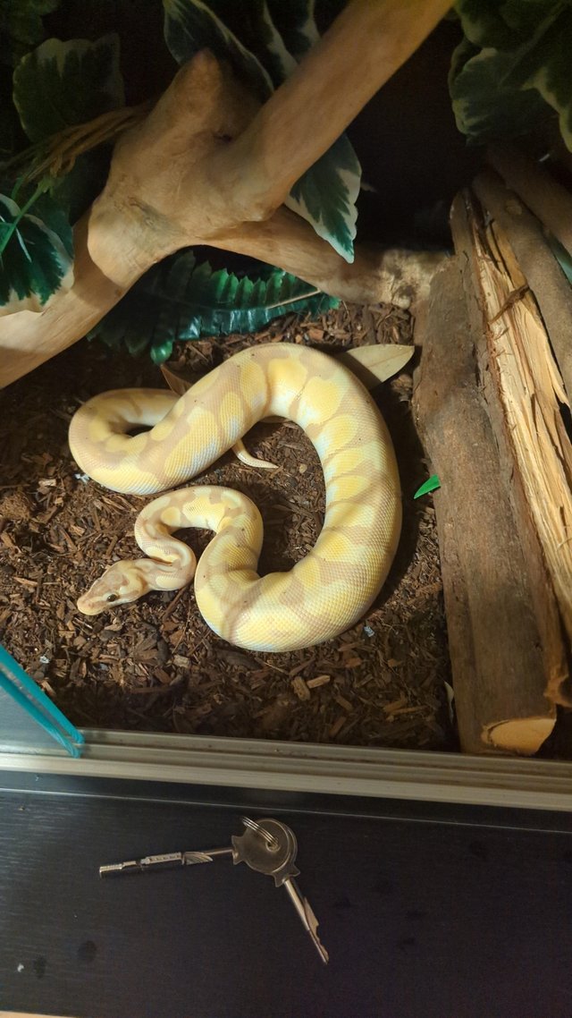 Preview of the first image of Banana enchi lesser pastel ball python.