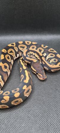 Image 15 of Royal /ball pythons available and male and female boas