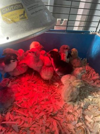 Image 2 of Beautiful day old chicks available