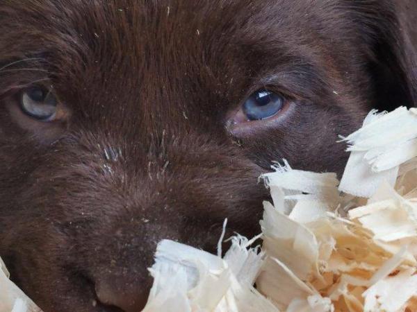 Image 4 of KC Chocolate Labrador puppies Ready Sept