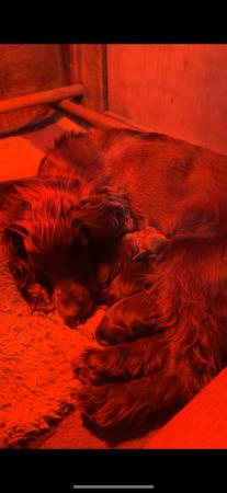 Image 3 of 5 week old KC registered working cocker spaniel puppies
