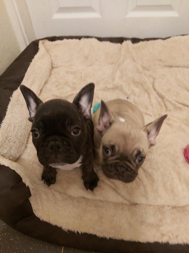 Preview of the first image of French Bulldog Puppies for sale.