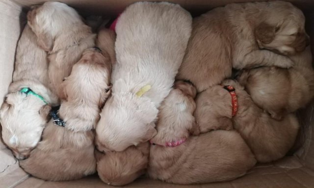 Image 5 of ??Golden Retriever Puppies Ready for Their Forever Homes! ??
