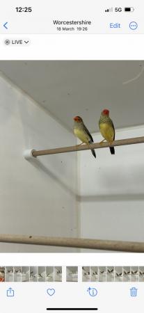 Image 4 of 2 pairs of star finches