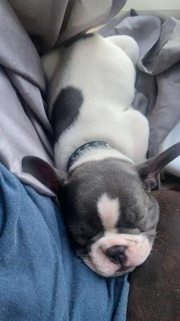 Image 4 of 6 months old kc registered French bulldog