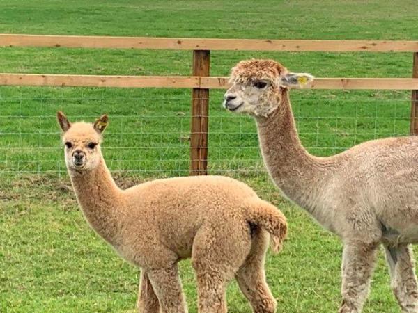 Image 4 of Alpaca Weanlings for sale males & females.All reduced price