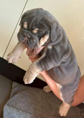 Image 7 of 2 fully suited lilac and tan english bulldogs