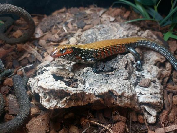 Image 5 of African Fire Skinks for sale