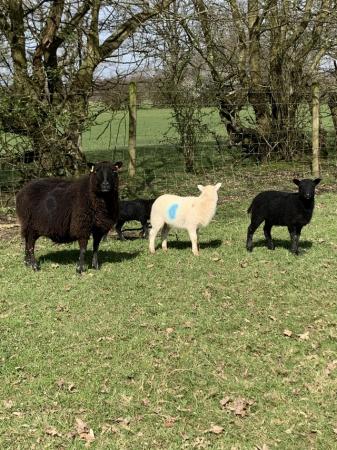 Image 2 of 2 Pedigree Black Welsh Mountain ewes with twin lambs at foot