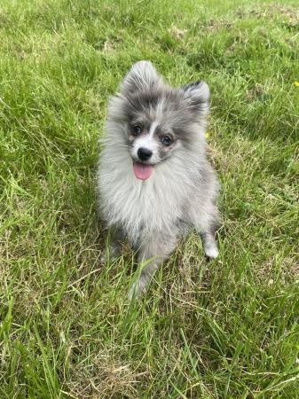 Image 1 of Beautiful Pomeranian Merle Boy