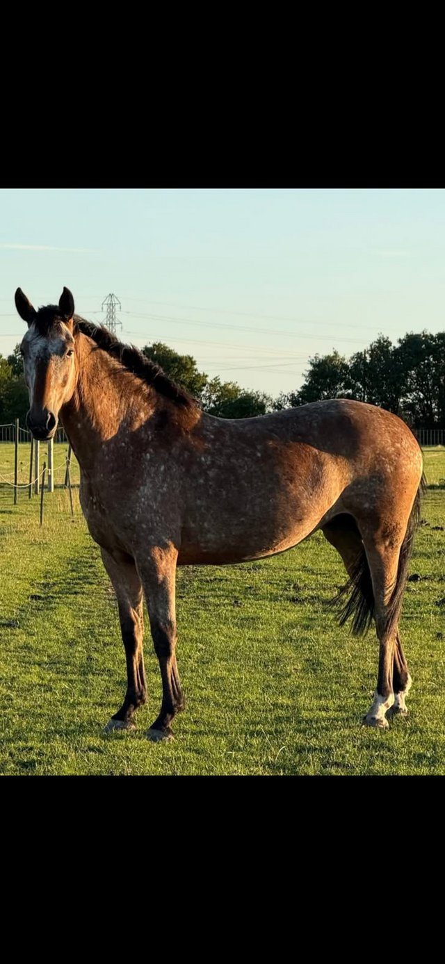 15hh 4yr old Appaloosa x Irish draft mare Unbroken — Pets & Animals in Colchester