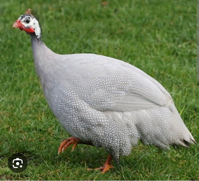 Preview of the first image of Wanted Female Guinea Fowl.