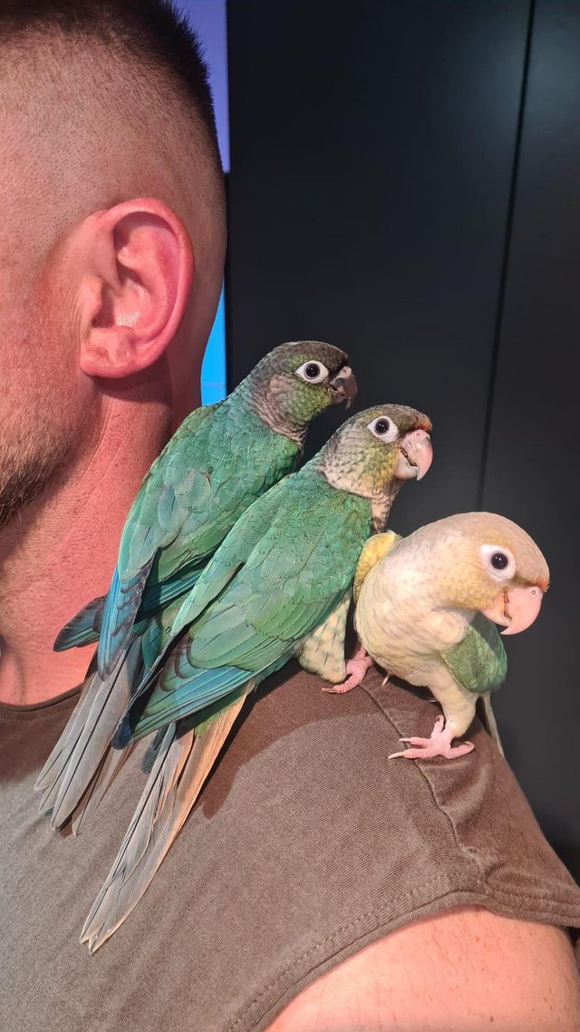 Preview of the first image of Conure chicks silly hand tame.