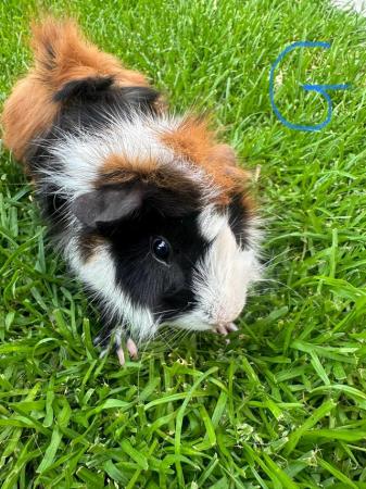 Image 7 of Male and Female Guinea pigs