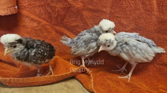 Image 1 of mixed coloured poland chicks