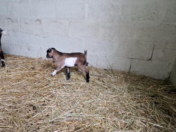 Image 1 of Pygmy goat billy kid to reserve