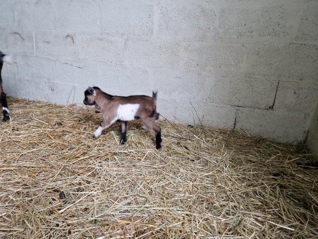 Preview of the first image of Pygmy goat billy kid to reserve.