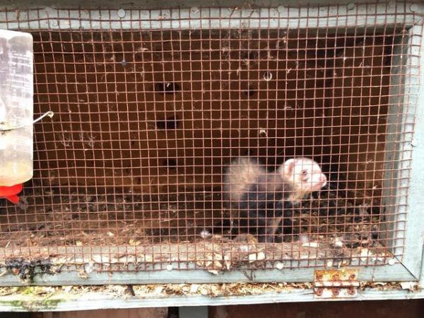 Image 5 of Joiner made ferret hutches with pole cat hob ferret £90