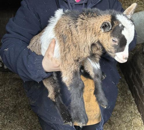 Image 2 of Quality Pygmy goats available. Adults and 2024 born
