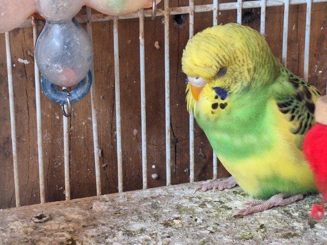 Preview of the first image of 2 Gorgeous baby budgies 12 weeks old.