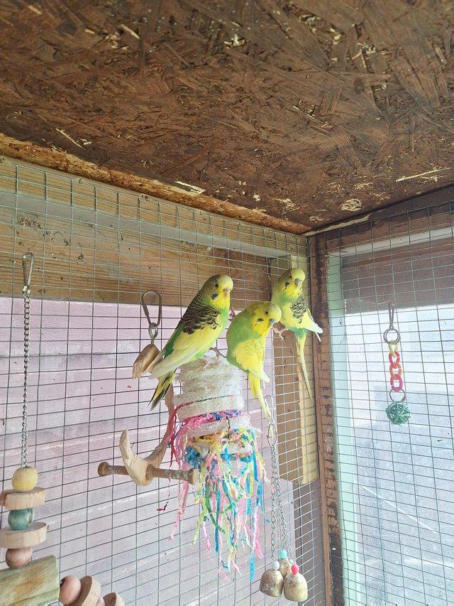 Preview of the first image of Budgies 1 year old very healthy.