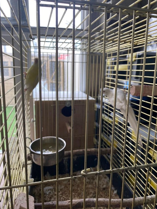 Preview of the first image of red rump parakeets pair - needed their new homes.