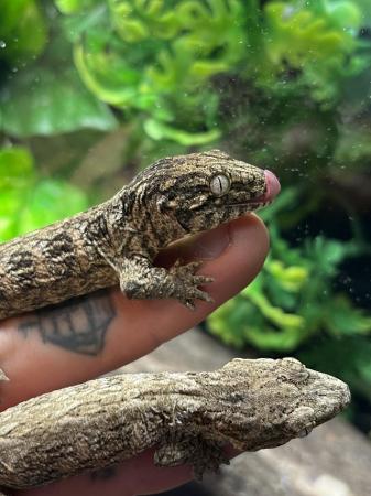 Image 5 of Leachianus Geckos for sale