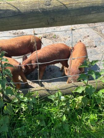 Image 3 of Tamworth Weaner Piglets Pigs