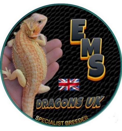 Image 5 of Licensed Breeder Top Bearded Dragon Morphs in Castle Cary