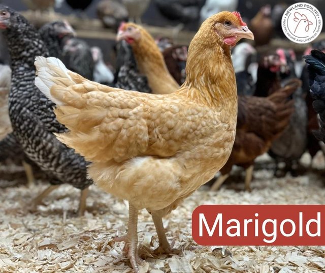 Preview of the first image of Marigold Hybrid Hens at point of lay.