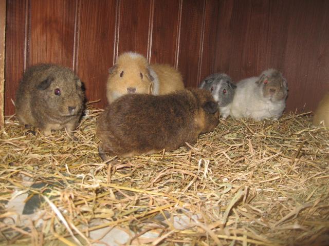 Preview of the first image of Rex Guinea Pigs for sale Sows and boars available.