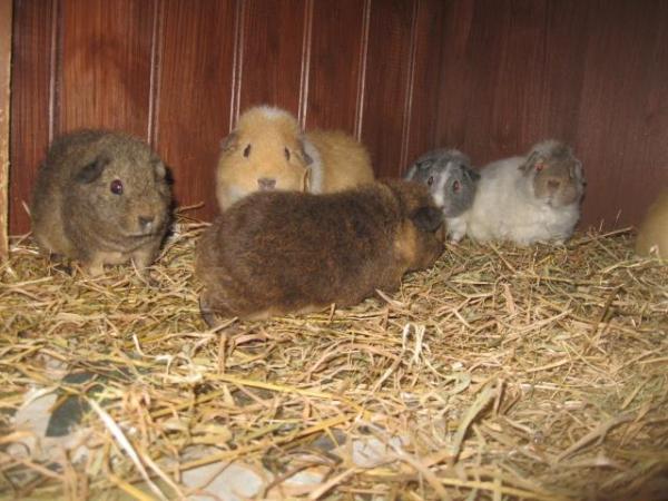 Image 1 of Rex Guinea Pigs for sale Sows and boars available