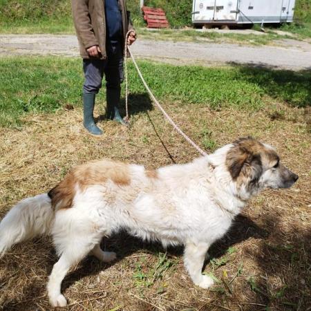 Image 4 of LIVIA, SWEET MIX HOUND DOG IN CUMBRIA
