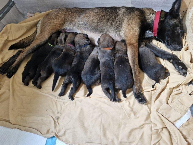 Preview of the first image of Belgian malinois x German shepherd puppies.