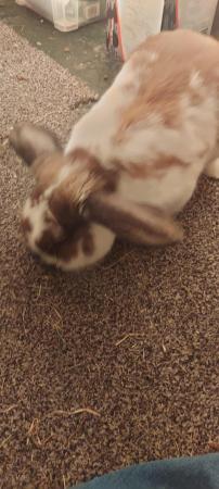 Image 1 of male rabbit for sale with full cage