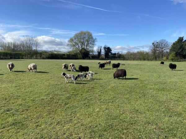 Image 1 of 4 lovely Jacob ewe lambs